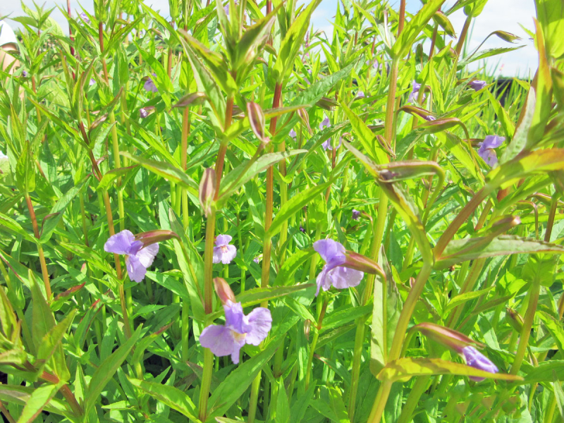 Preview: Blaue Gauklerblume - Mimulus ringens